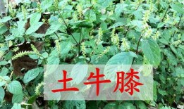 豌豆藤蔓爆料视频在线观看,揭秘视频背后的精彩瞬间